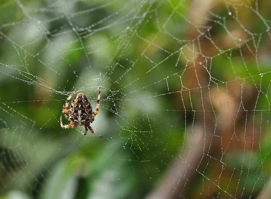 Gartenkreutzspinne im Morgentau