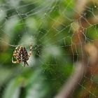 Gartenkreutzspinne im Morgentau