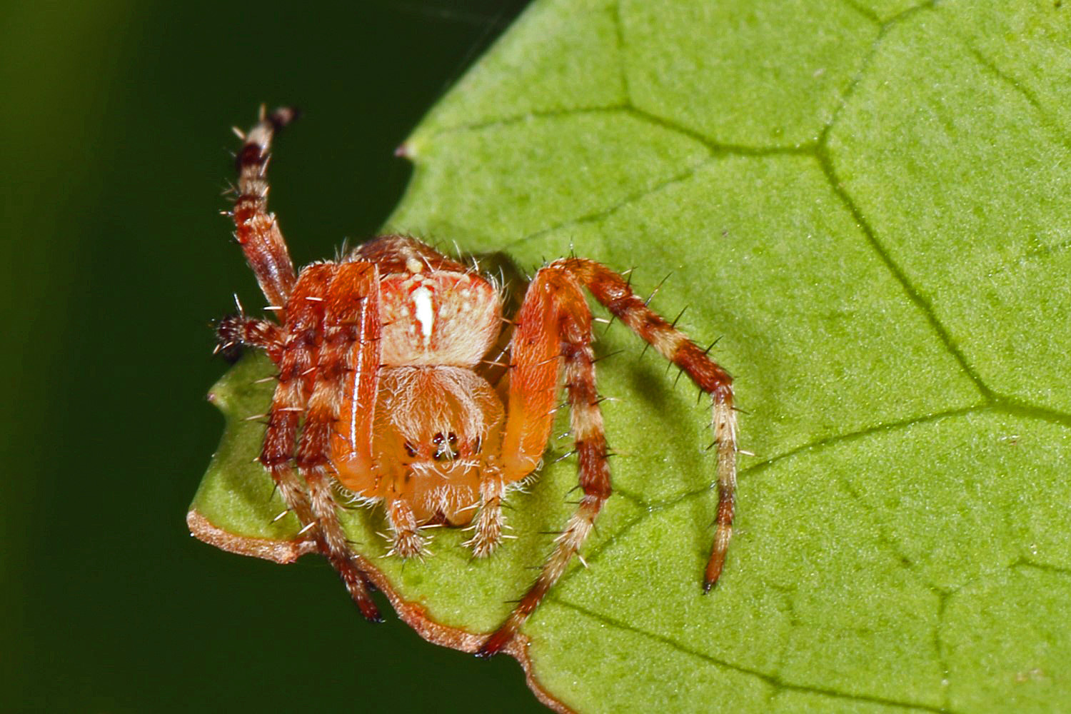 Gartenkreuzspinnchen