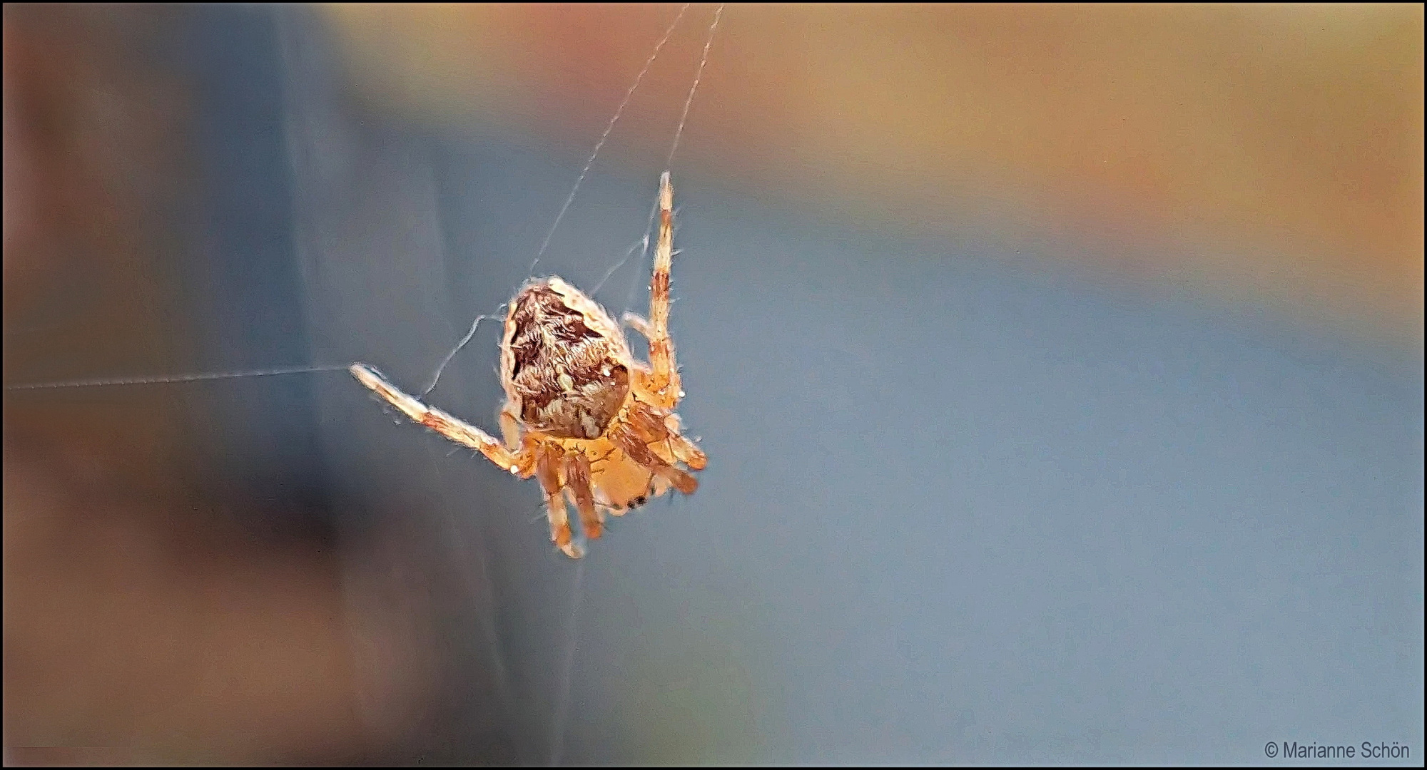 ...Gartenkreuzspinnchen...Araneus diadematus... 