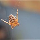 ...Gartenkreuzspinnchen...Araneus diadematus... 