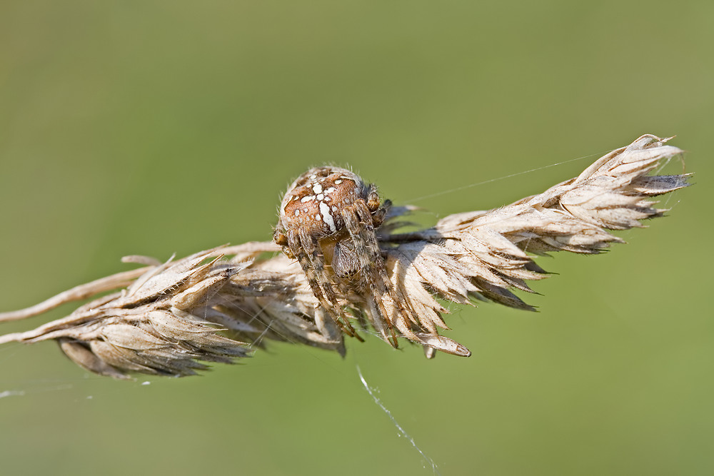 Gartenkreuzspinne