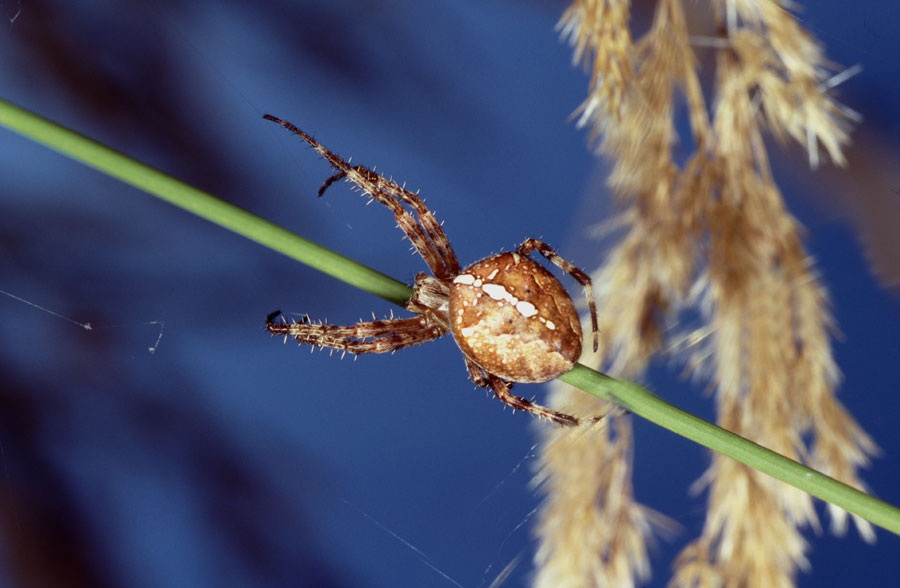 Gartenkreuzspinne