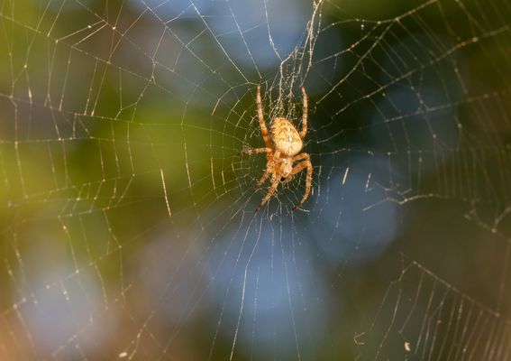 Gartenkreuzspinne