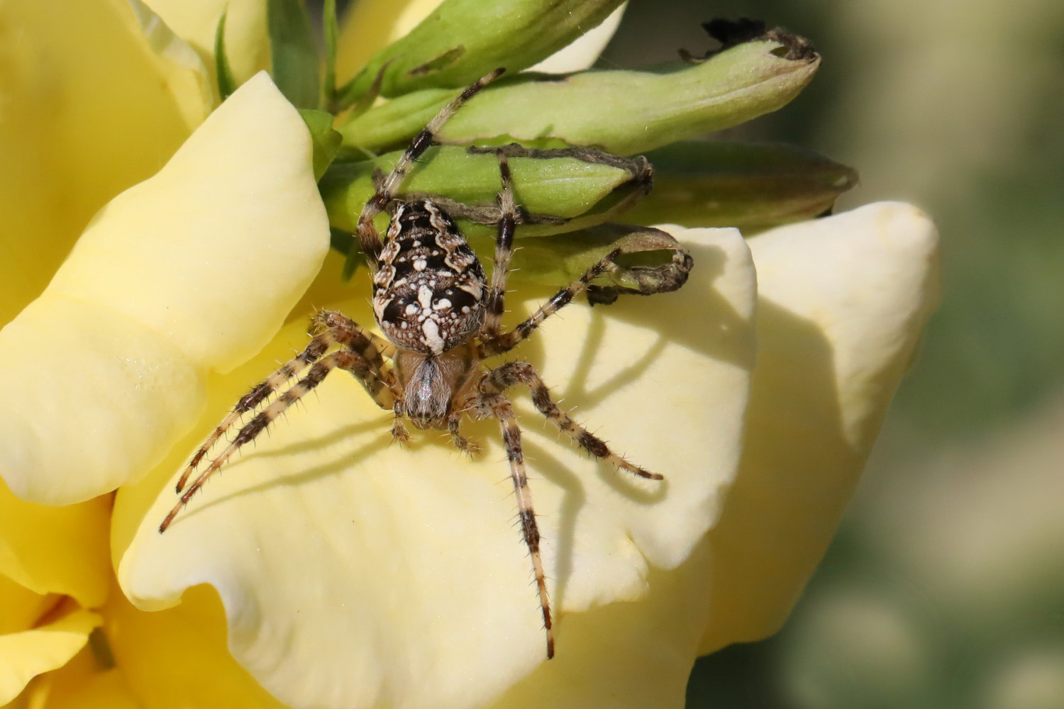 Gartenkreuzspinne