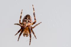 Gartenkreuzspinne