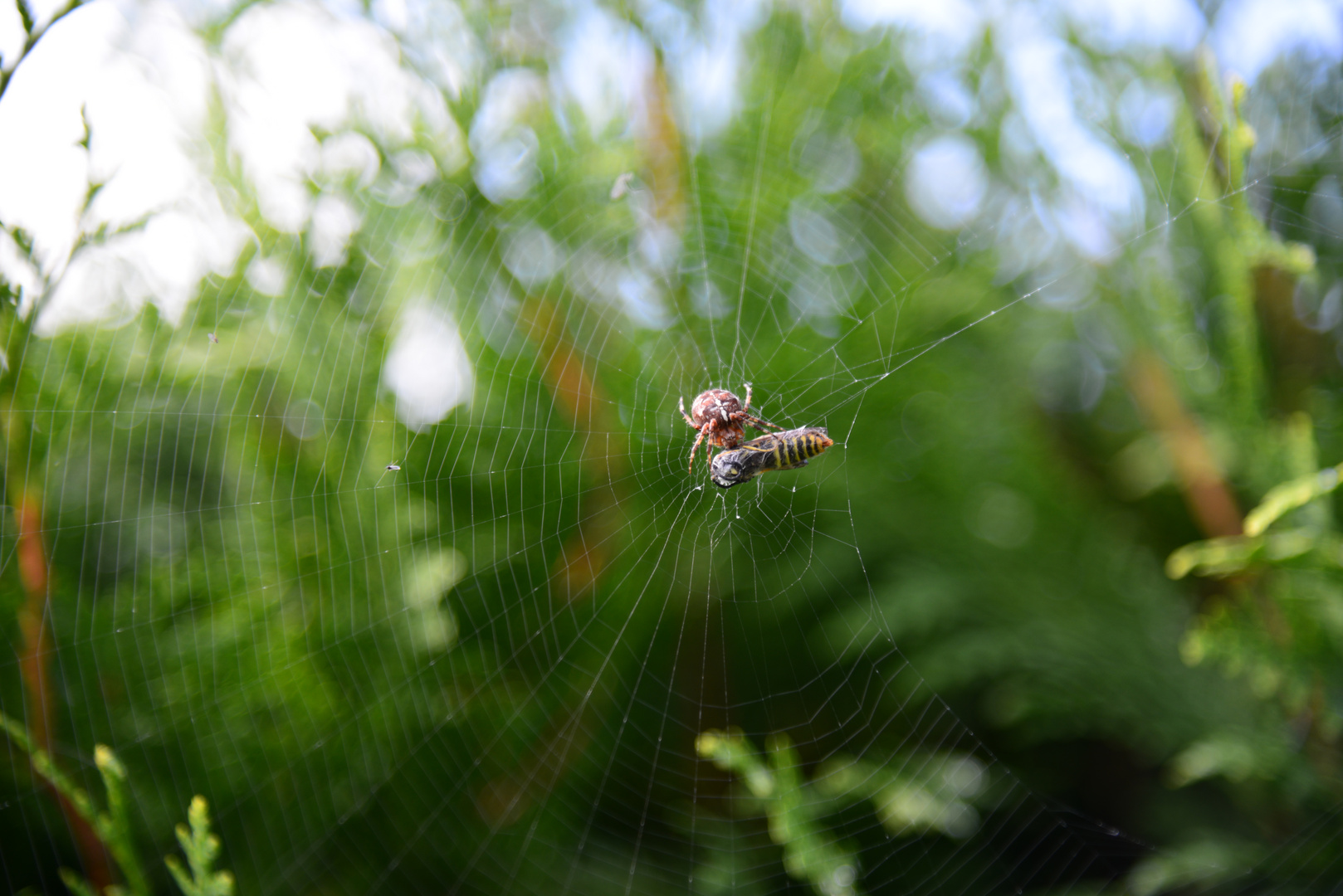 Gartenkreuzspinne