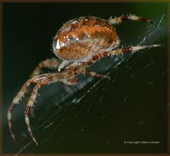 Gartenkreuzspinne