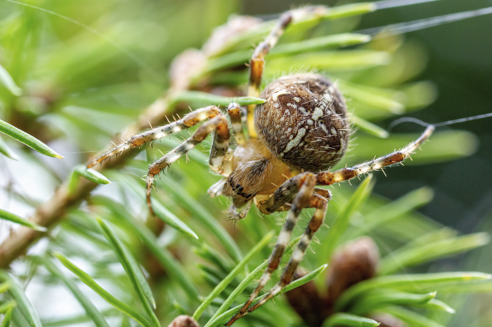 Gartenkreuzspinne