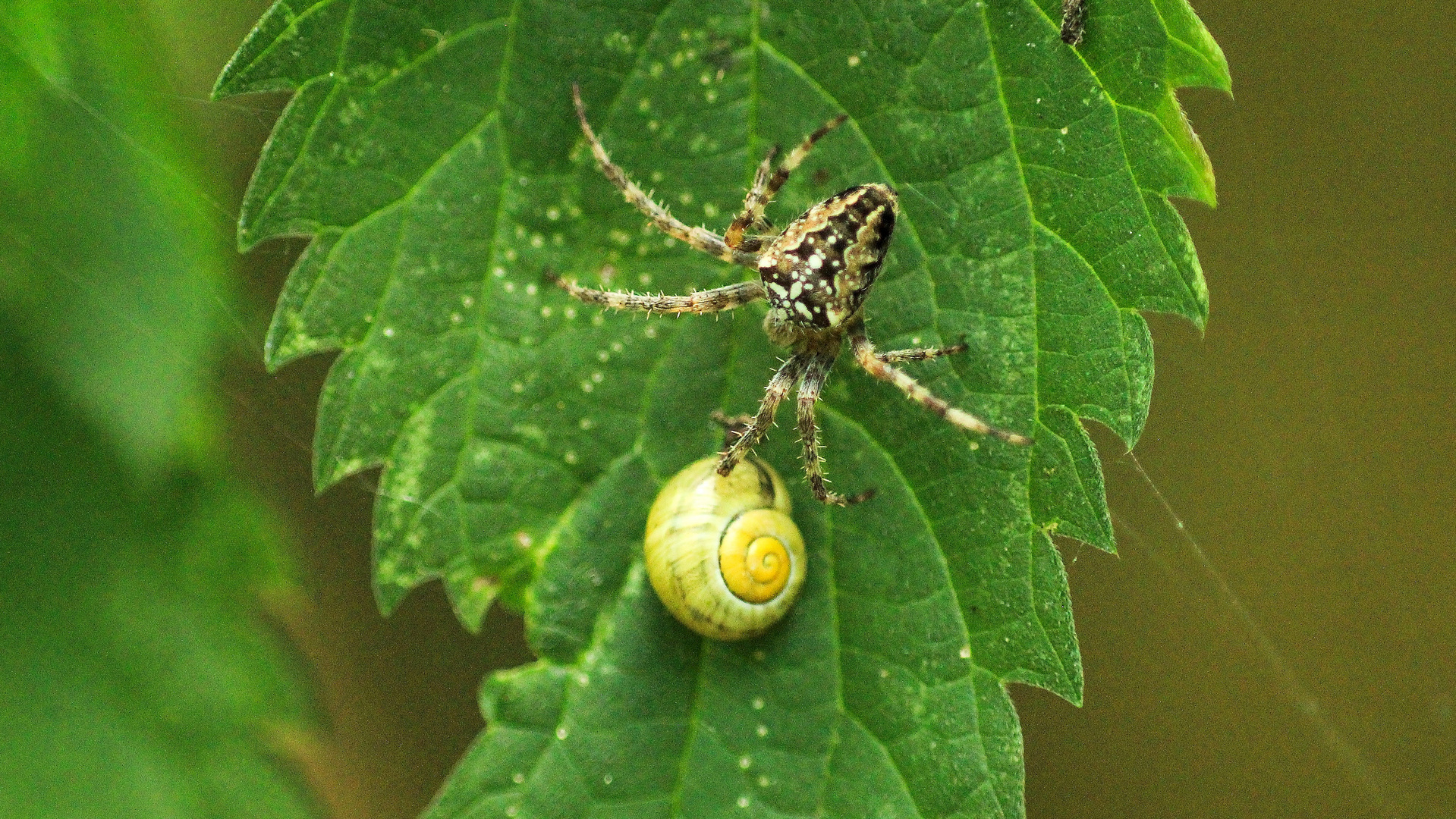 Gartenkreuzspinne