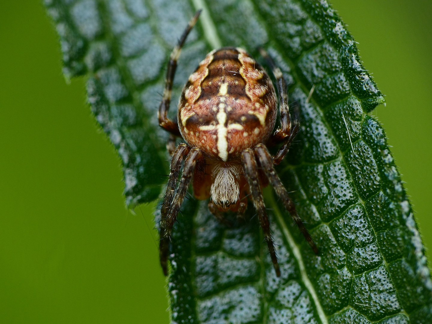 Gartenkreuzspinne