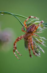 Gartenkreuzspinne