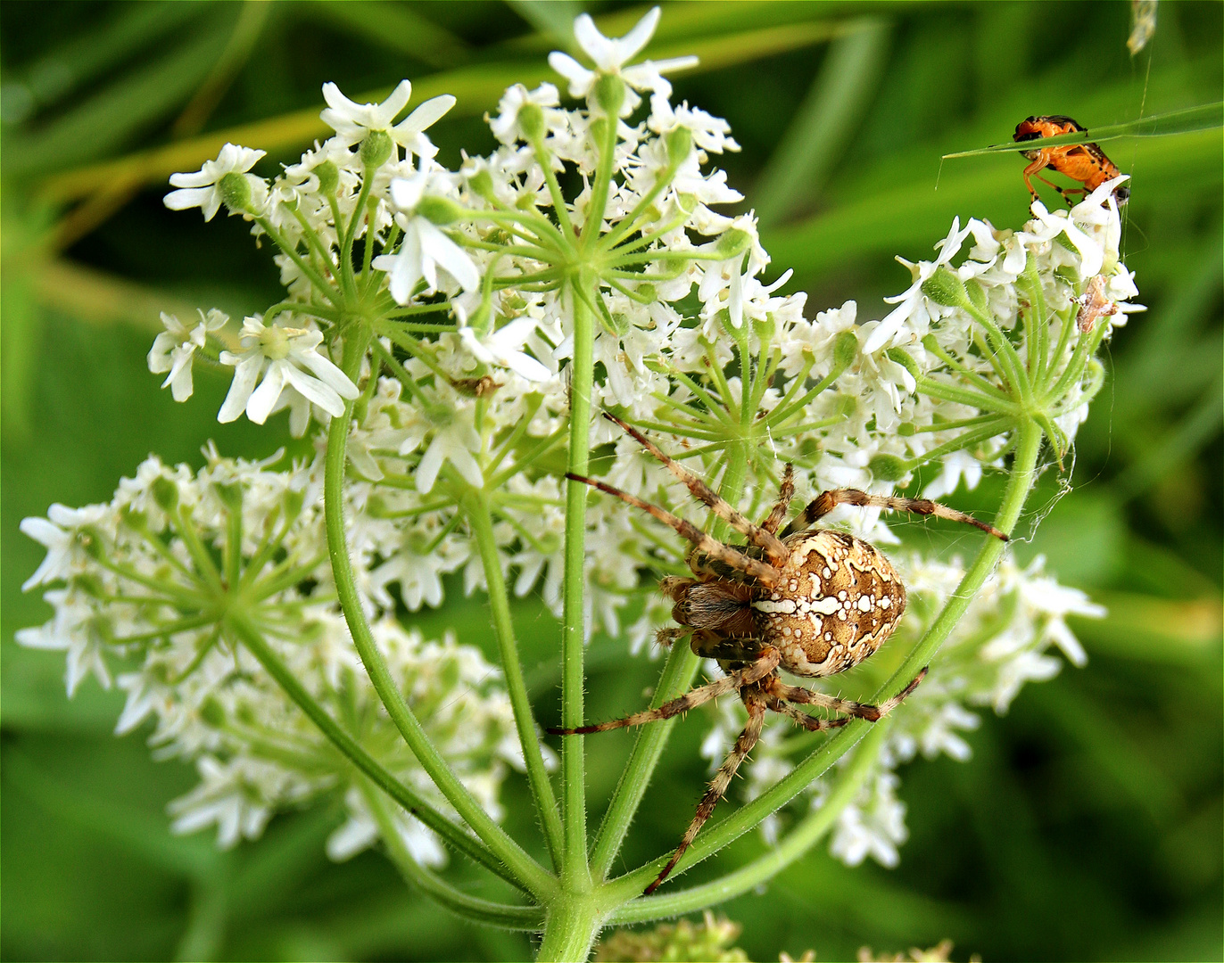 Gartenkreuzspinne