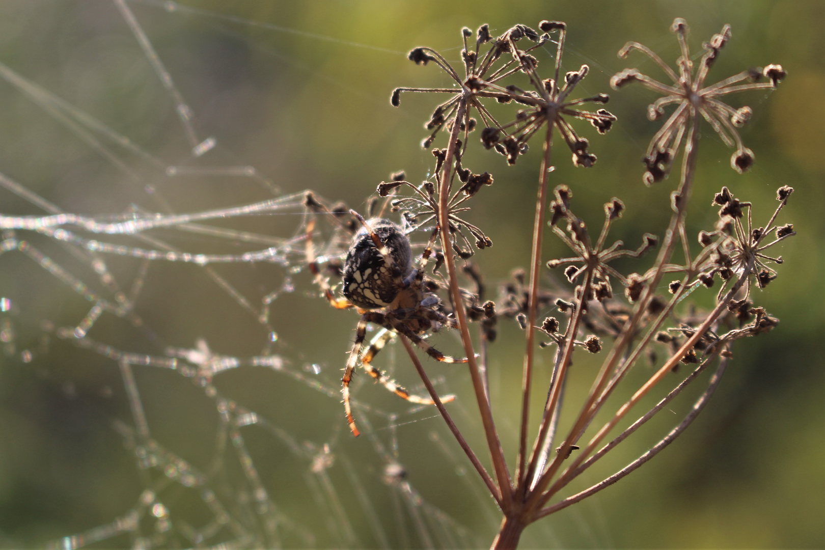 Gartenkreuzspinne an Fenchelkraut