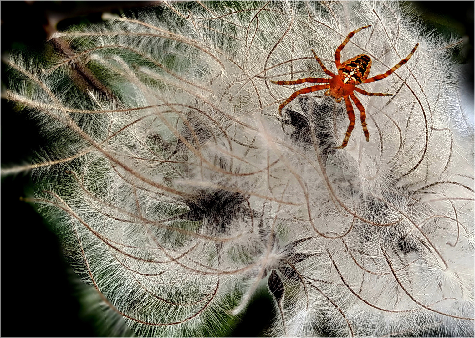 Gartenkreuzspinne - Araneus 