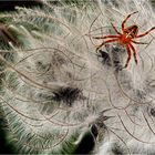 Gartenkreuzspinne - Araneus 