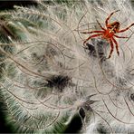 Gartenkreuzspinne - Araneus 