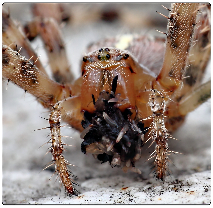 Gartenkreuzspinne Araneus