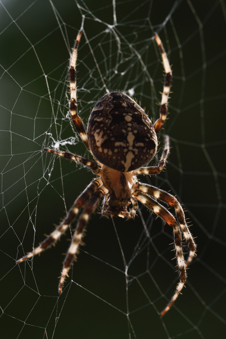 Gartenkreuzspinne (Araneus diadematus)