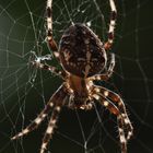 Gartenkreuzspinne (Araneus diadematus)