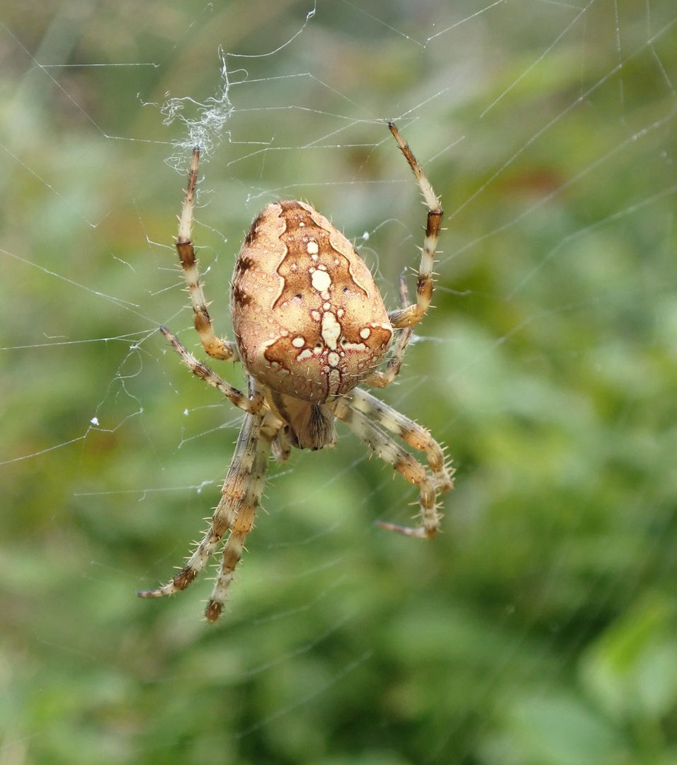 Gartenkreuzspinne (Araneus diadematus)