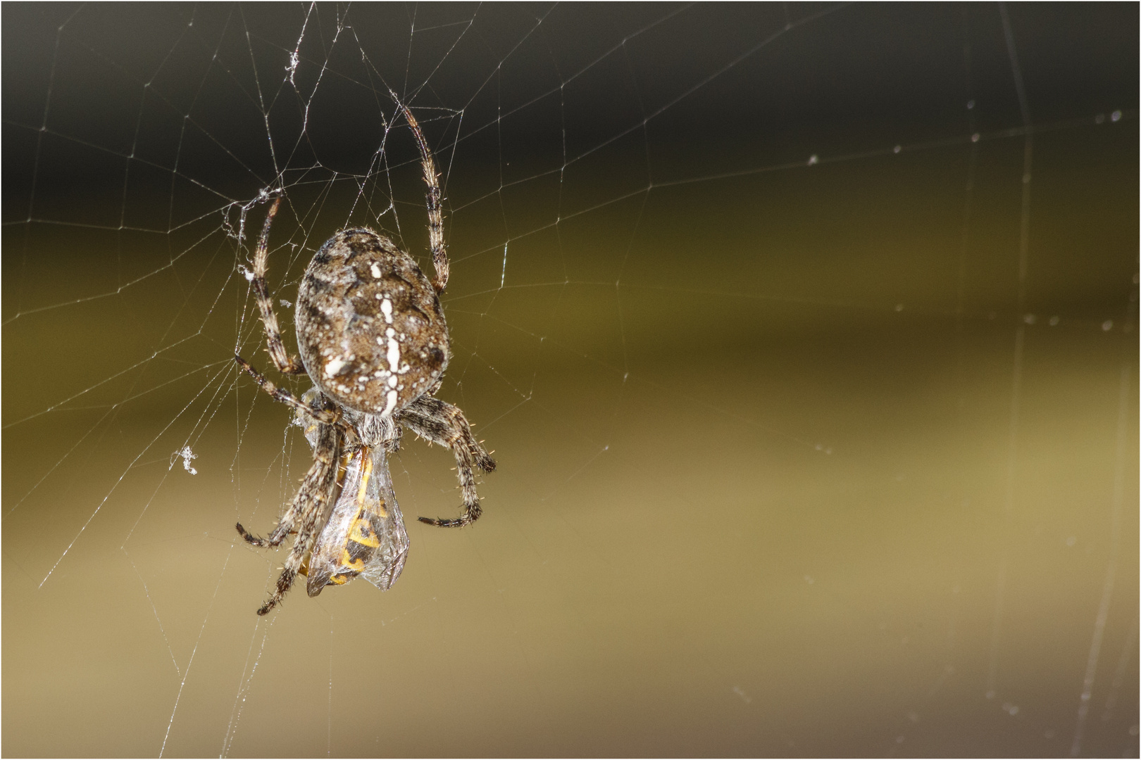 Gartenkreuzspinne (Araneus diadematus)