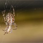 Gartenkreuzspinne (Araneus diadematus)