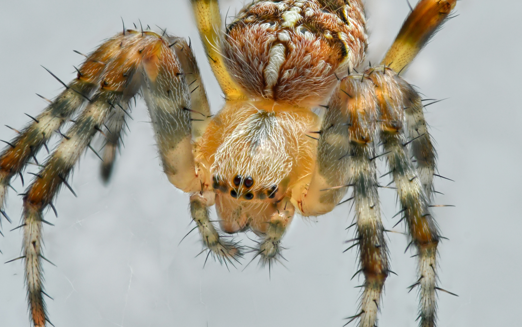 Gartenkreuzspinne (Araneus diadematus)