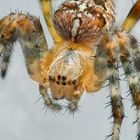 Gartenkreuzspinne (Araneus diadematus)