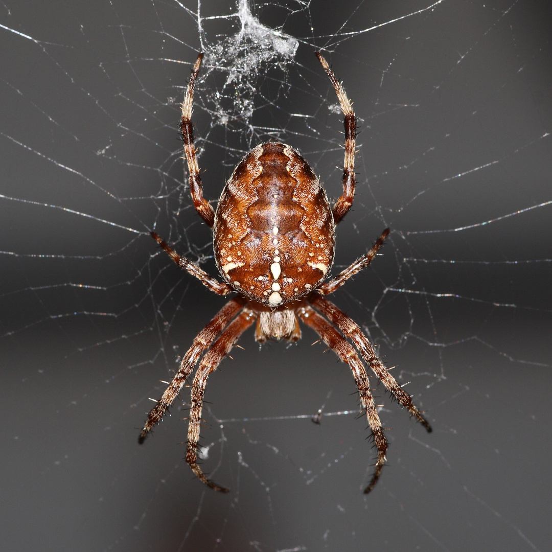 Gartenkreuzspinne (Araneus diadematus)