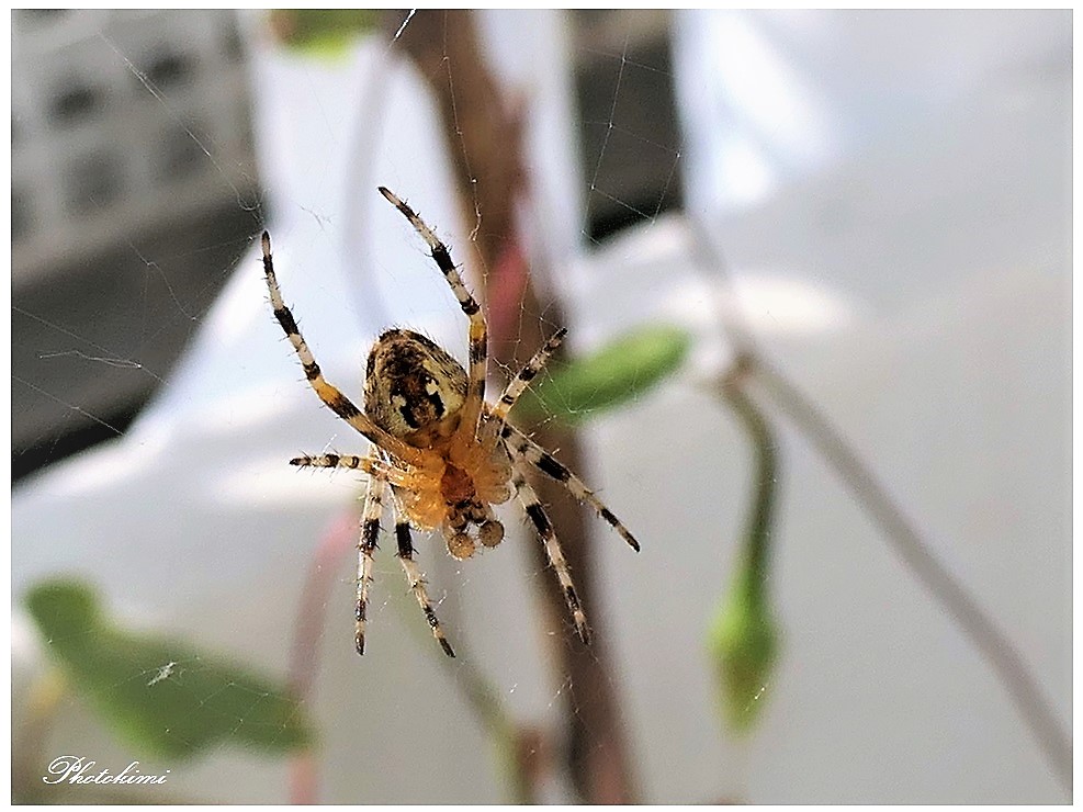  Gartenkreuzspinne (Araneus diadematus)