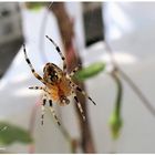  Gartenkreuzspinne (Araneus diadematus)