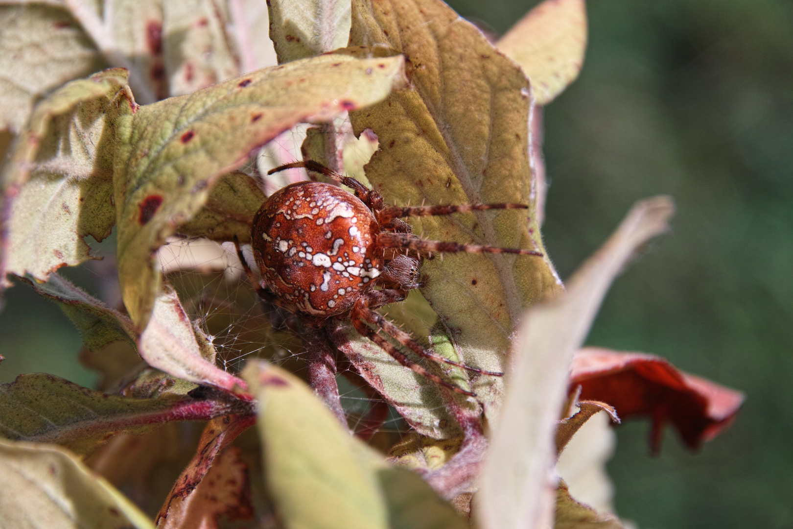 Gartenkreuzspinne Araneus diadematus