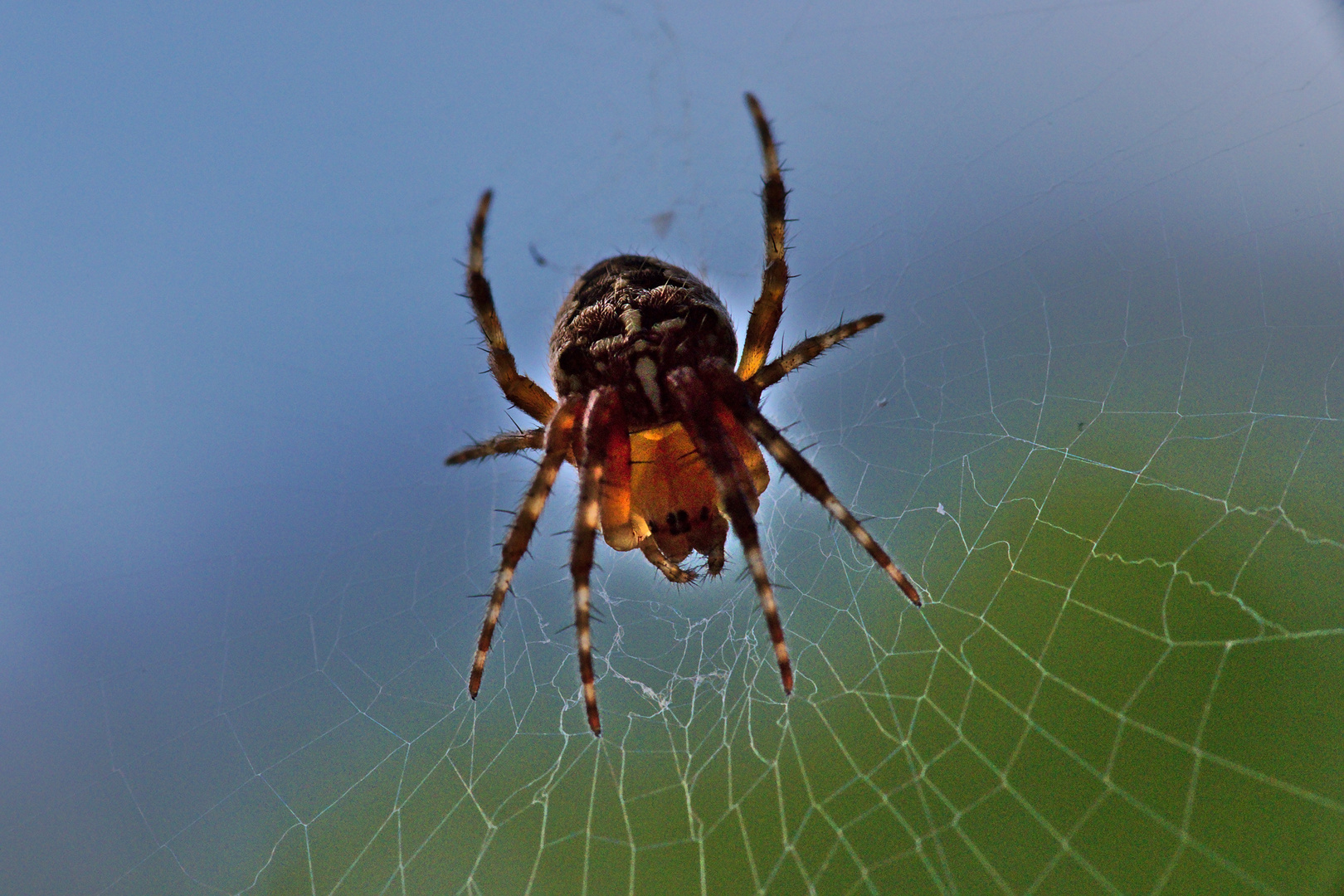 Gartenkreuzspinne (Araneus diadematus) 2