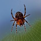 Gartenkreuzspinne (Araneus diadematus) 2