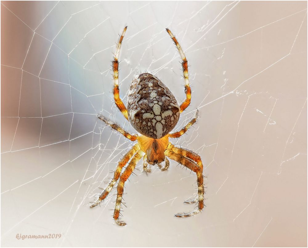 gartenkreuzspinne (Araneus diadematus) ....