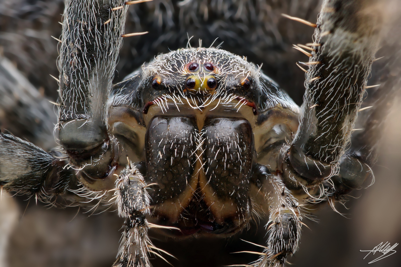 Gartenkreuzspinne (Araneus diadematus)