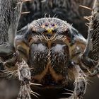 Gartenkreuzspinne (Araneus diadematus)