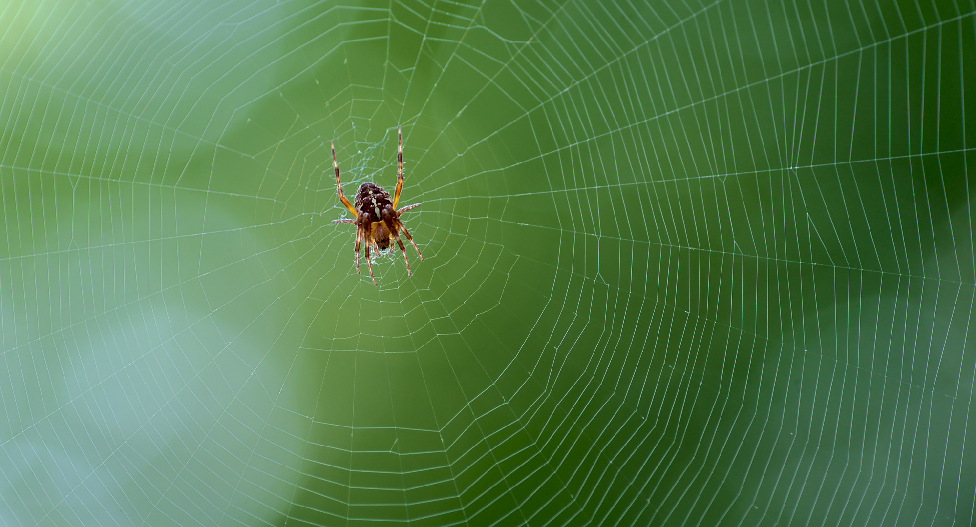 Gartenkreuzspinne (Araneus diadematus) 3