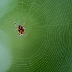 Gartenkreuzspinne (Araneus diadematus) 3