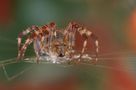 Gartenkreuzspinne (Araneus diadematus) by Jens La. 