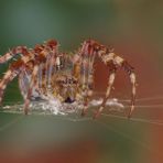 Gartenkreuzspinne (Araneus diadematus)