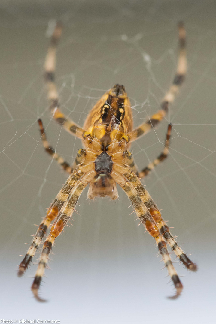 Gartenkreuzspinne, Araneus diadematus