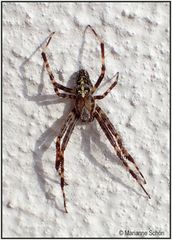 Gartenkreuzspinne - Araneus diadematus,...