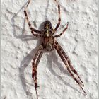 Gartenkreuzspinne - Araneus diadematus,...