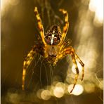 ...Gartenkreuzspinne... ( Araneus diadematus )