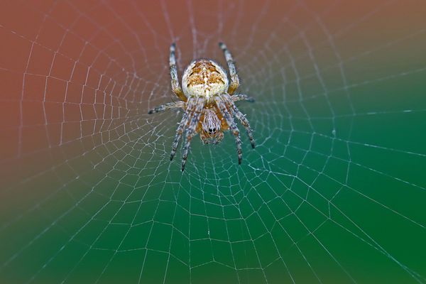 Gartenkreuzspinne (Araneus diadematus)