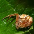 Gartenkreuzspinne (Araneus diadematus)