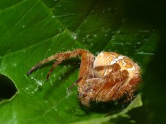 Gartenkreuzspinne (Araneus diadematus)