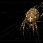 Gartenkreuzspinne (Araneus diadematus)